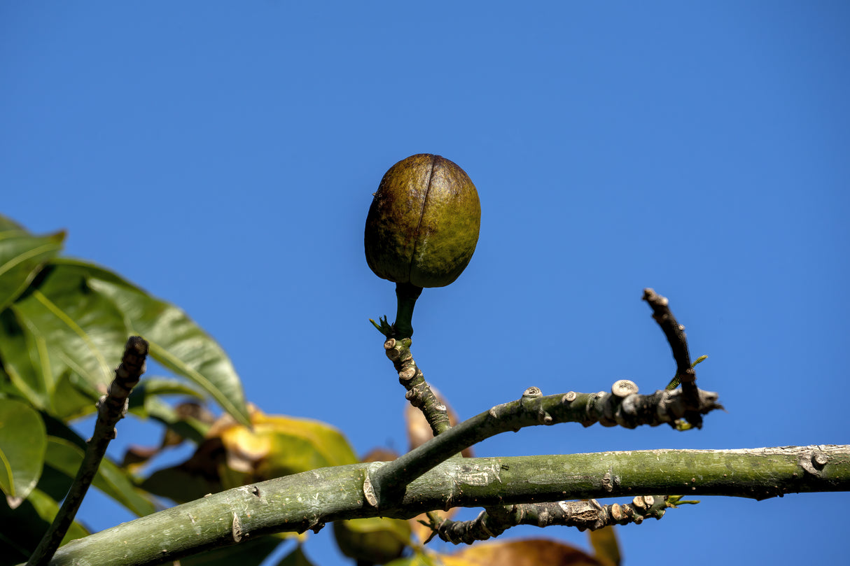 Pachira glabra - Money Tree