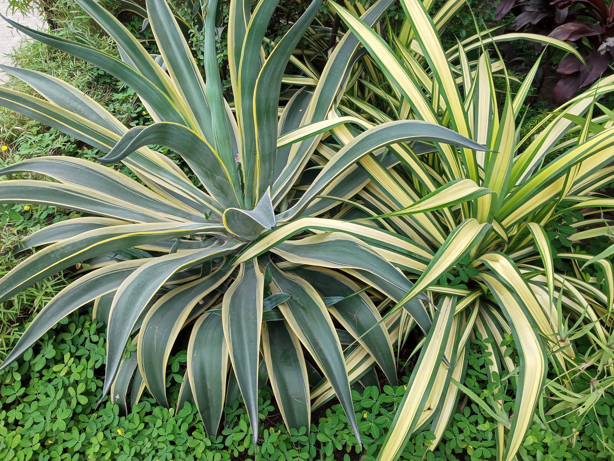 Pandanus baptistii - Baptist's Pandanus