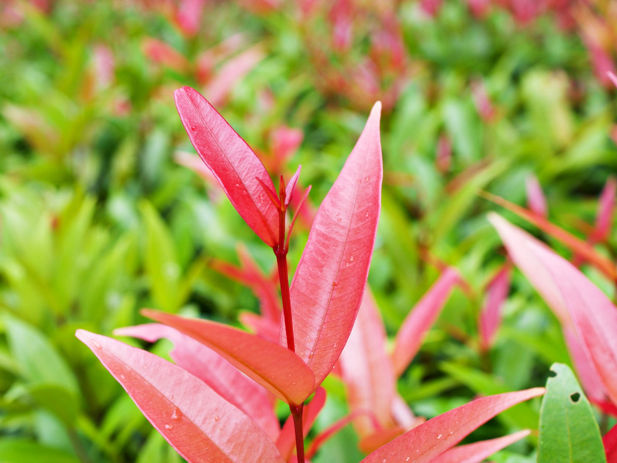 Syzygium australe 'Big Red' - Big Red Lilly Pilly