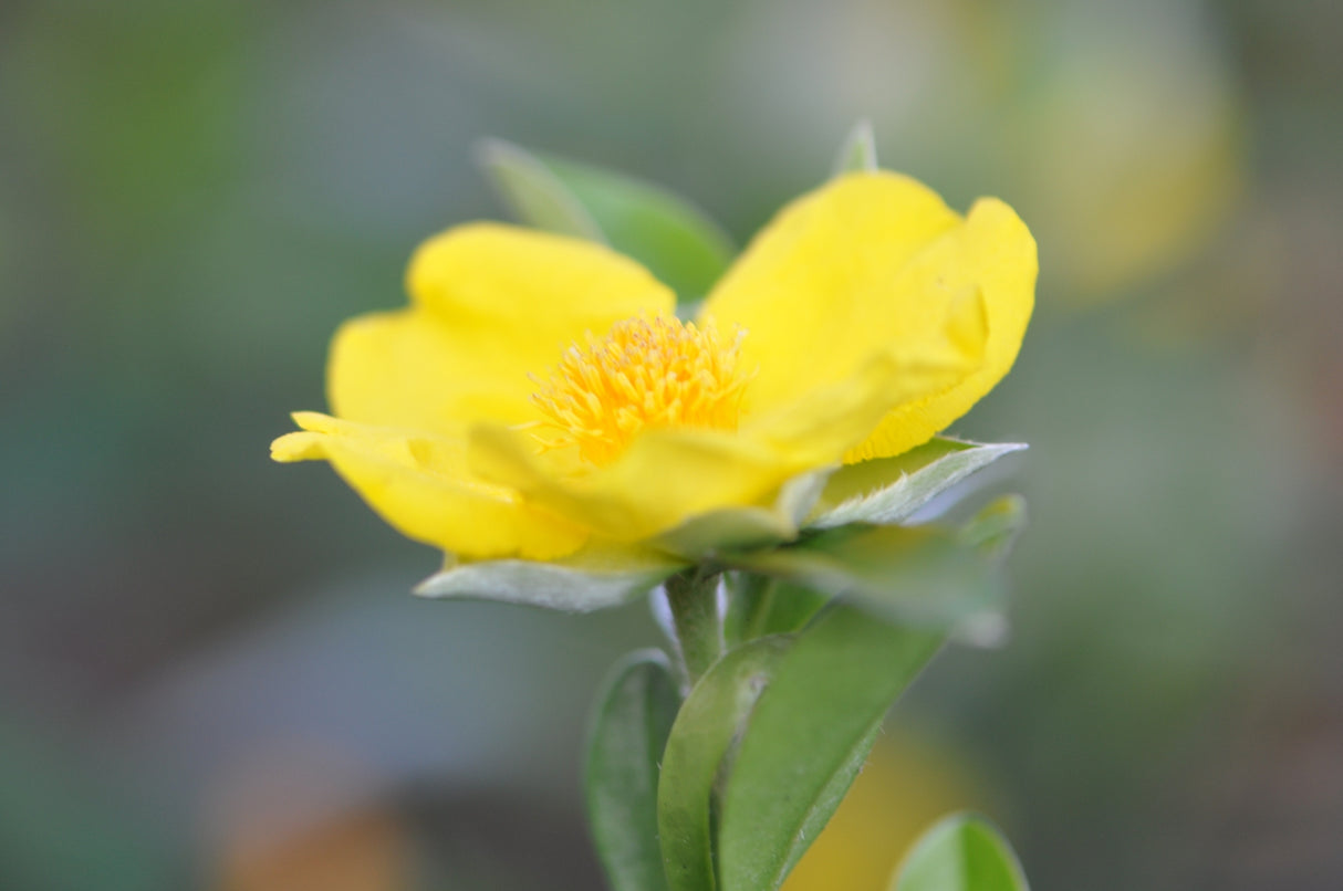 Hibbertia scandens - Snake Vine