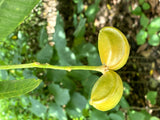 Harpullia pendula - Australian Tulipwood Tree