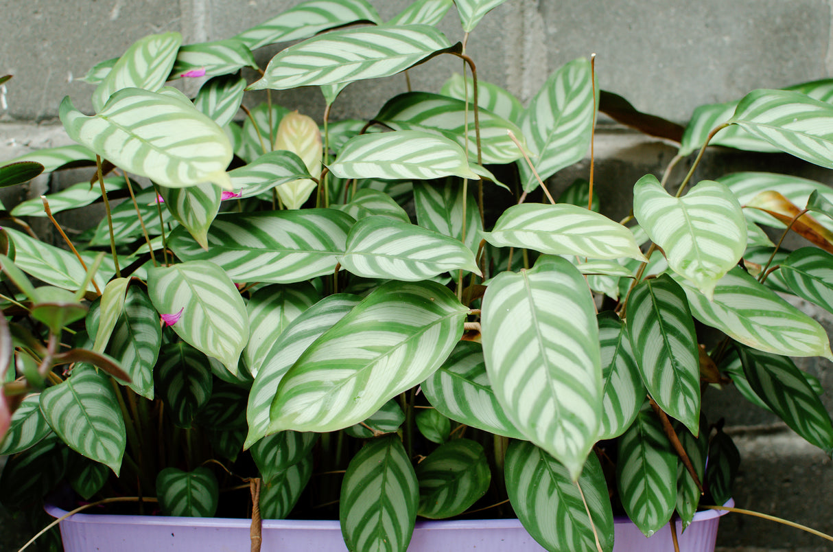 Ctenanthe setosa 'Grey Star' - Grey Star Ctenanthe