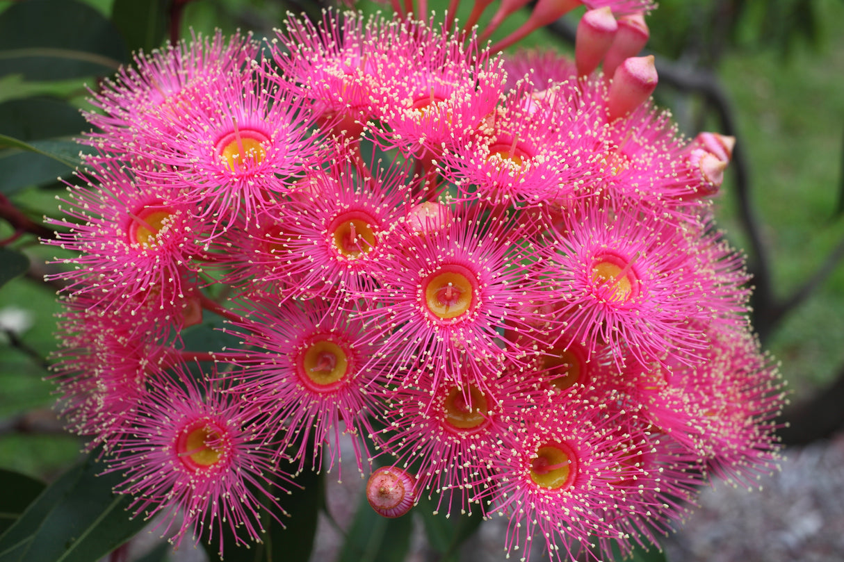 Corymbia intermedia - Pink Bloodwood