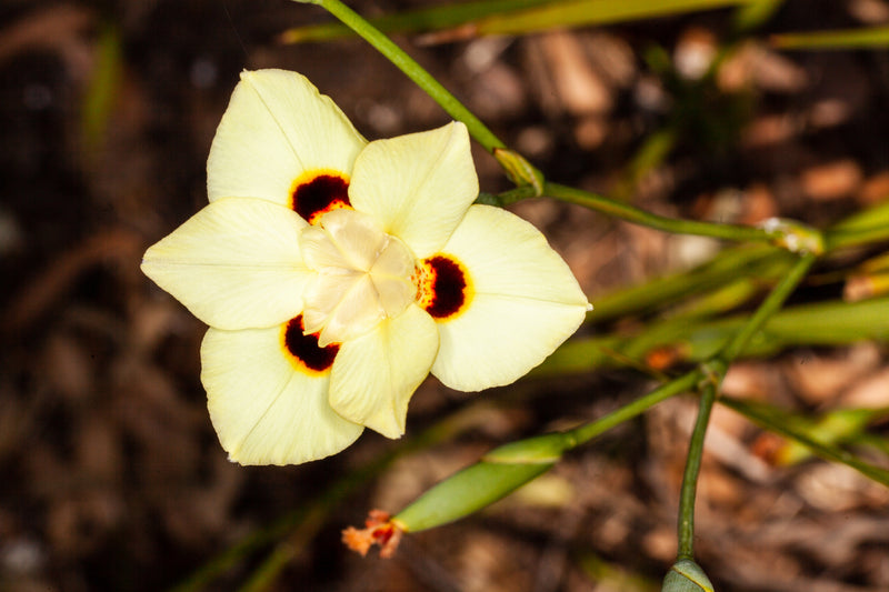 Dietes bicolor - زهرة الطاووس