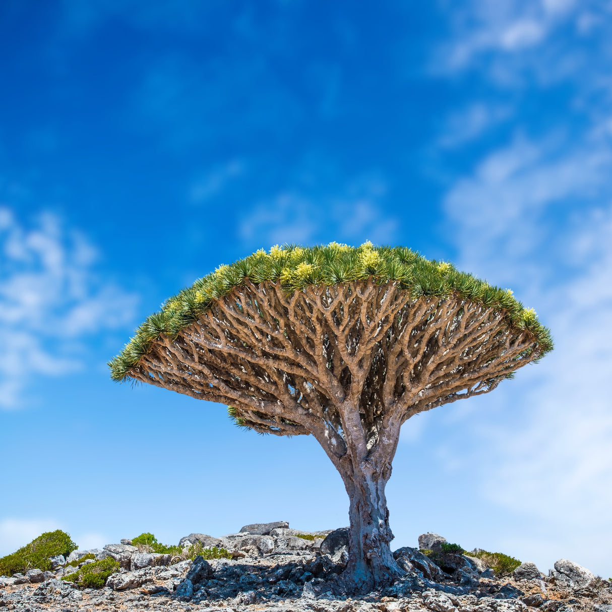 Dracaena cinnabari - Socotra dragon tree