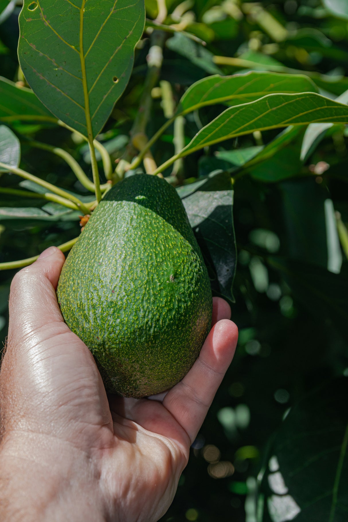 Persea americana 'Fuerte' - Fuerte Avocado Tree