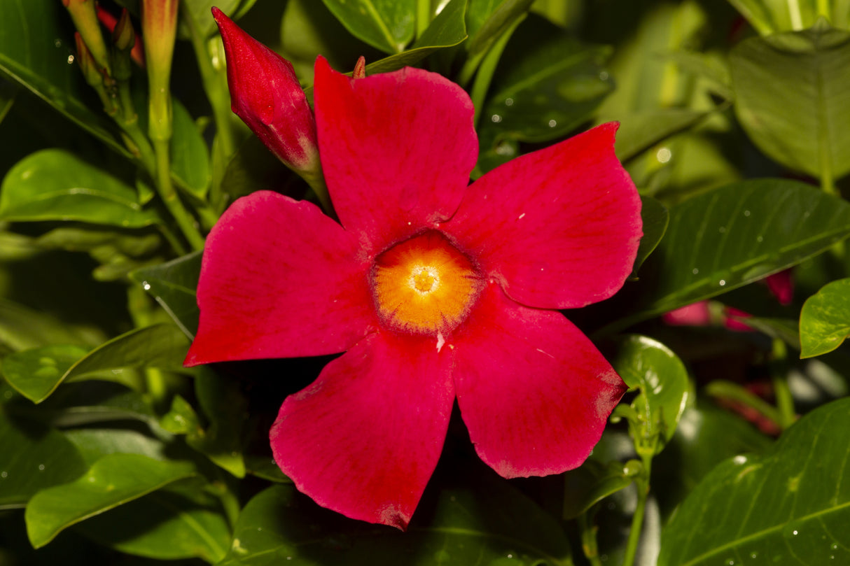 Dipladenia Red Form - Red Brazilian Jasmine