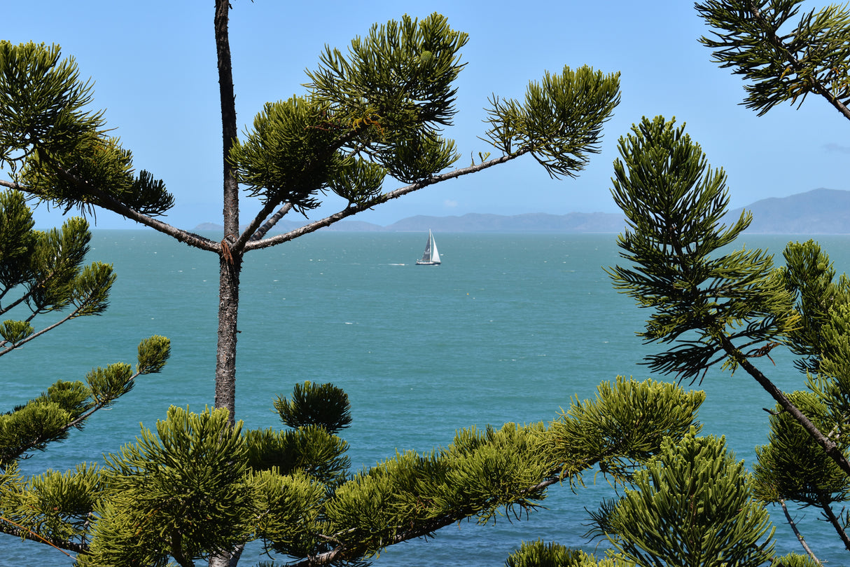 Araucaria cunninghamii 'Hoop Pine'