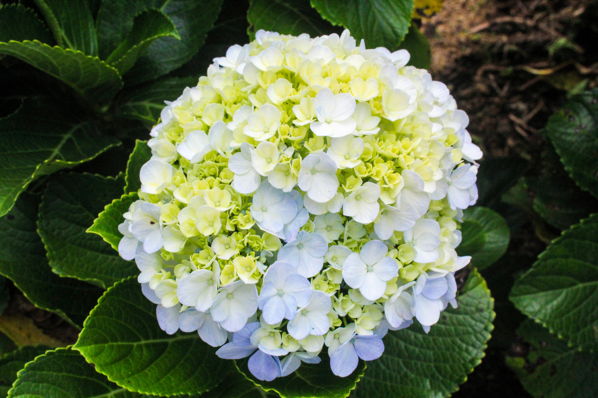 Hydrangea macrophylla 'White Knight' - White Knight Hydrangea