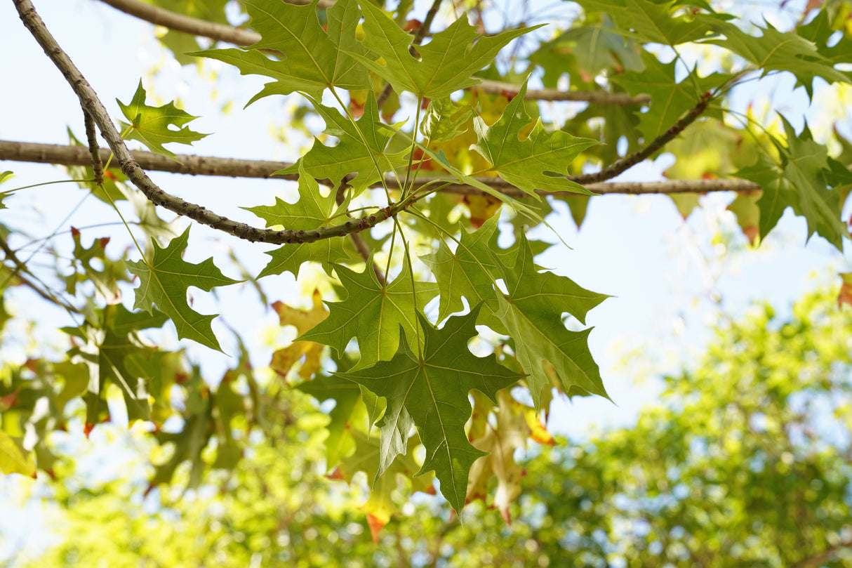 Brachychiton australis - Broad-Leaved Bottle Tree