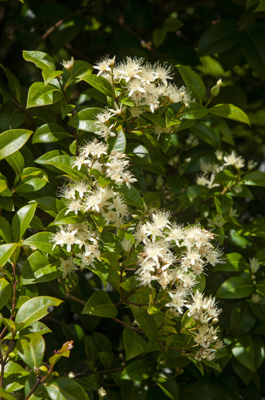Backhousia myrtifolia - الآس الرمادي