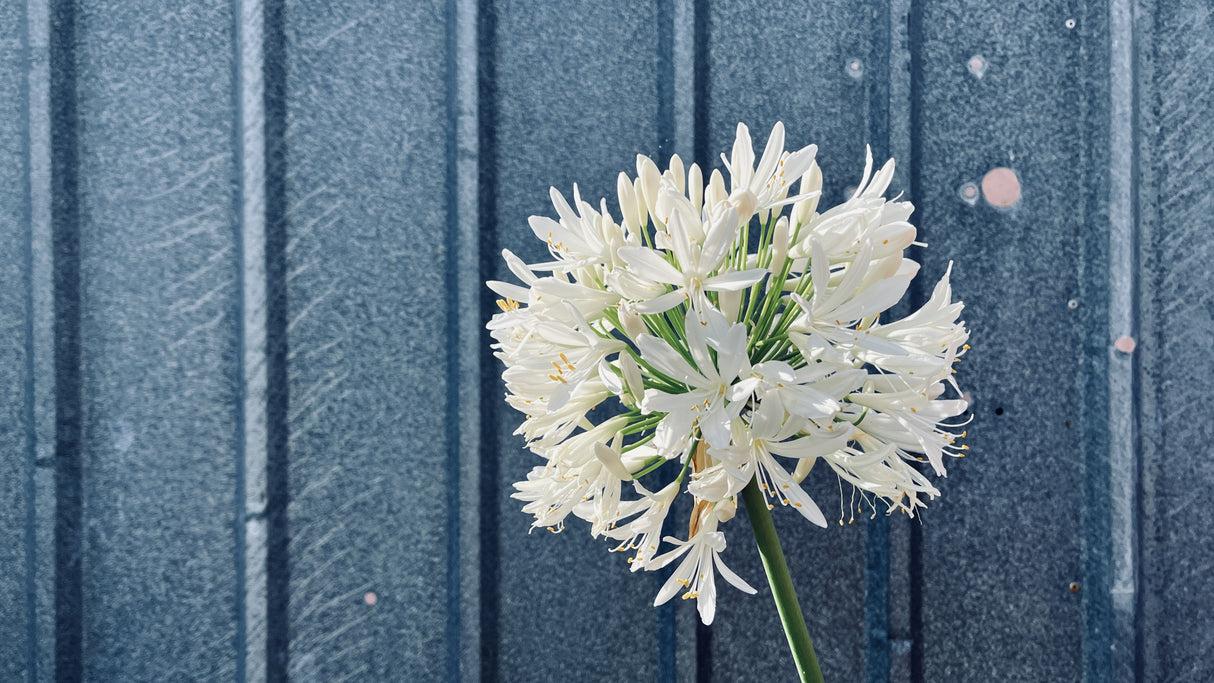 Agapanthus 'Snowball' - Snowball Agapanthus