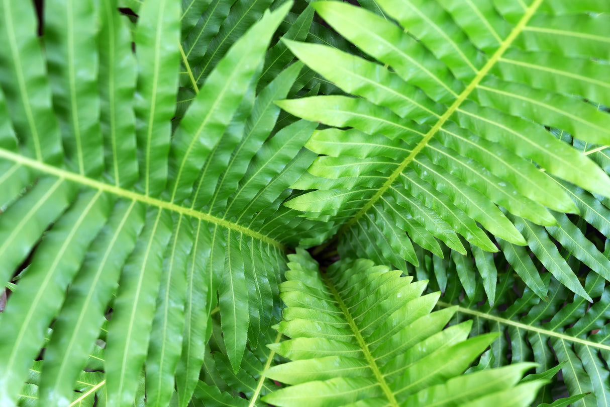 Blechnum gibbum 'Silver Lady' - Silver Lady Fern