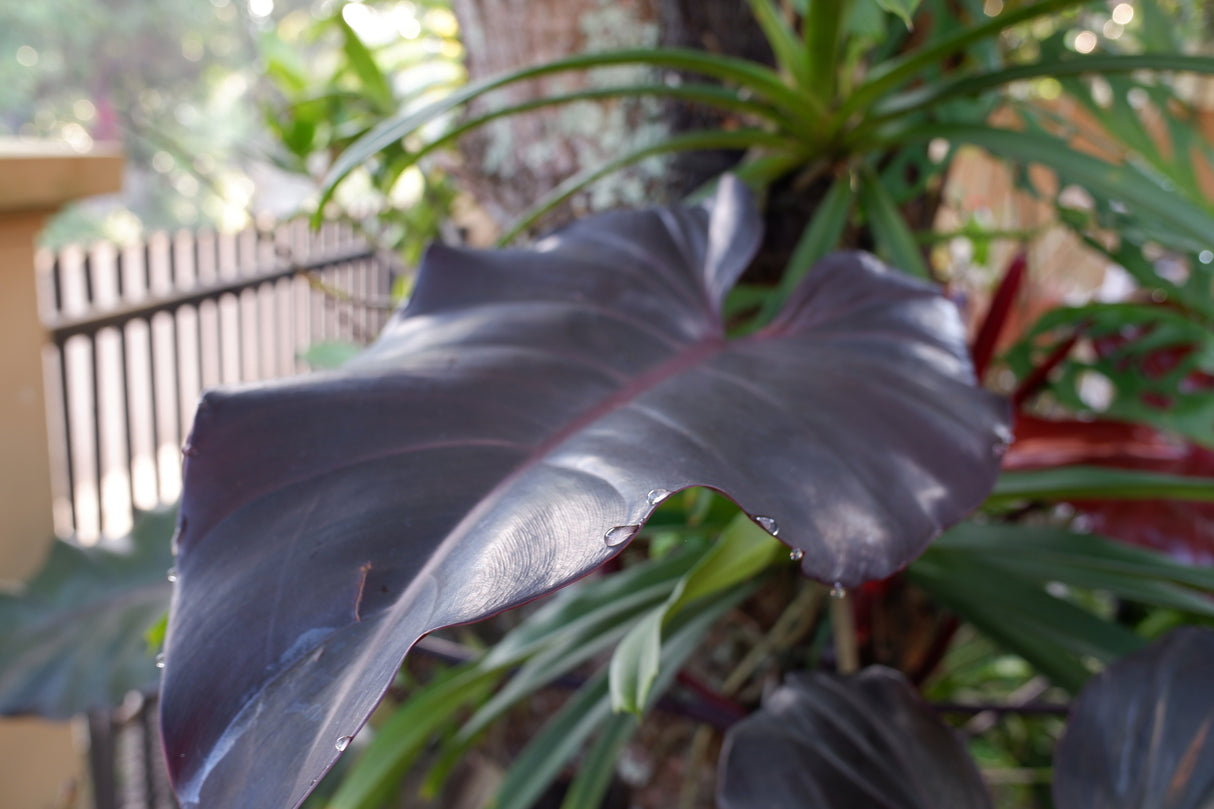 Philodendron erubescens - Blushing Philodendron