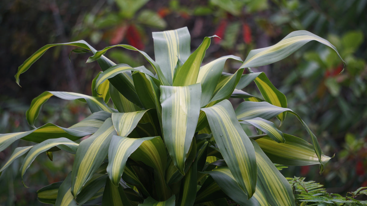 Dracaena fragrans 'Massangeana' - Multi-planted Corn Plant