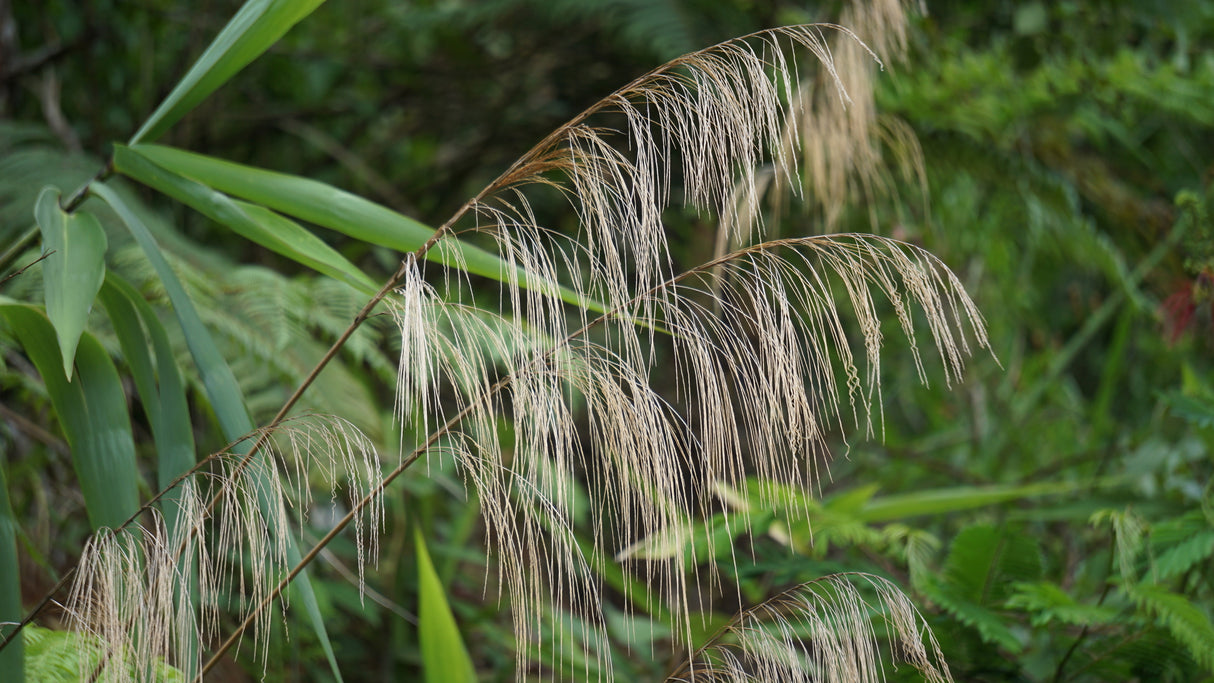 Thysanolaena maxima - Tiger Grass