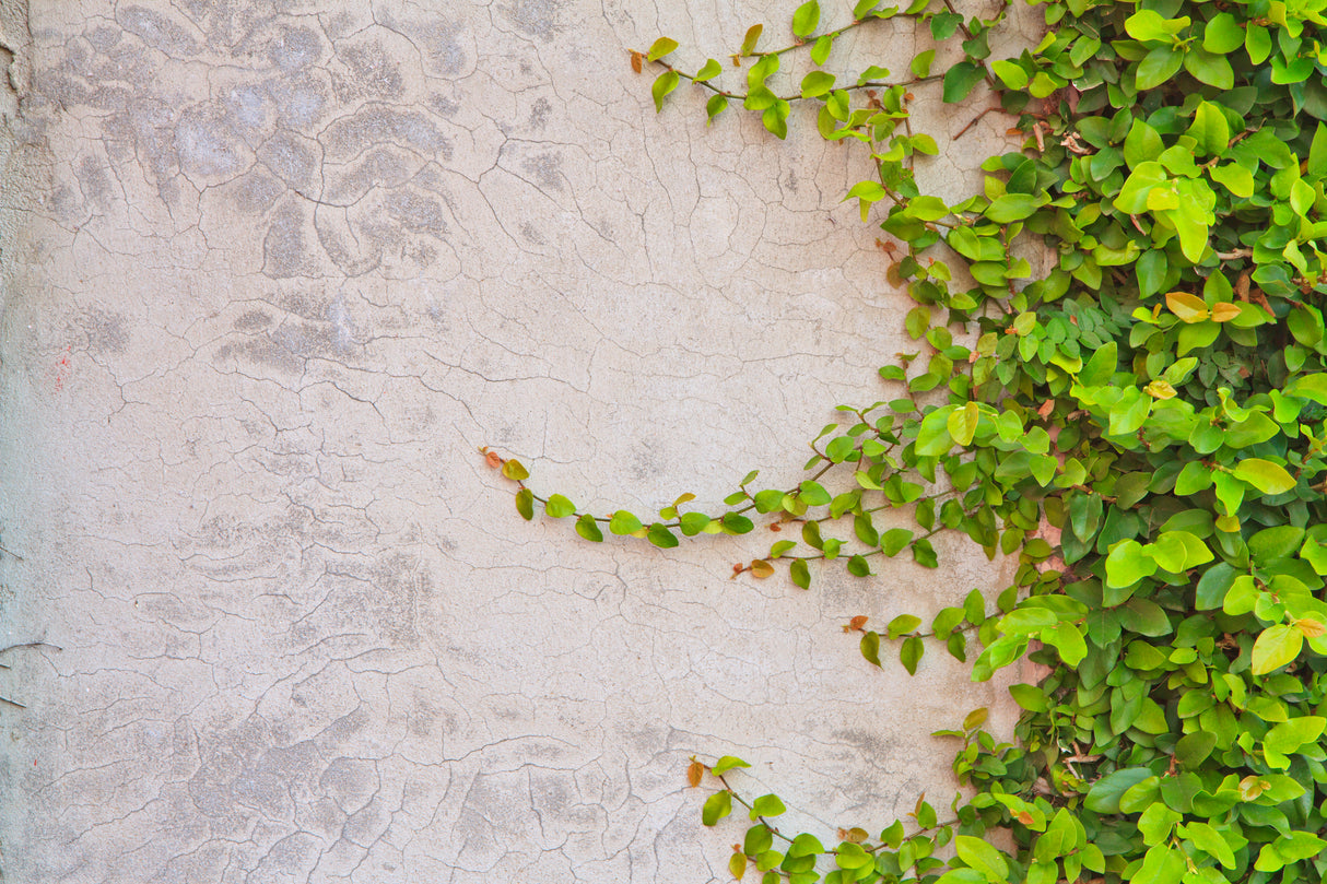 Ficus pumila - Climbing Fig