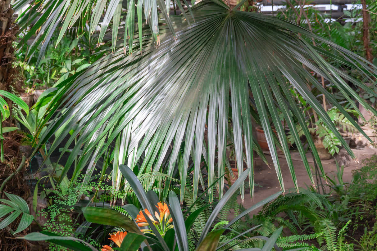 Livistona australis - Australian Fan Palm