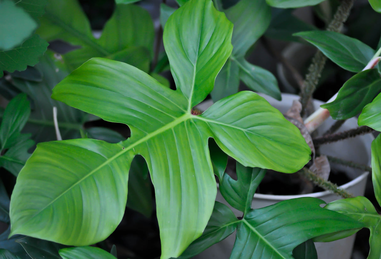 Philodendron squamiferum - Red Hairy Philodendron