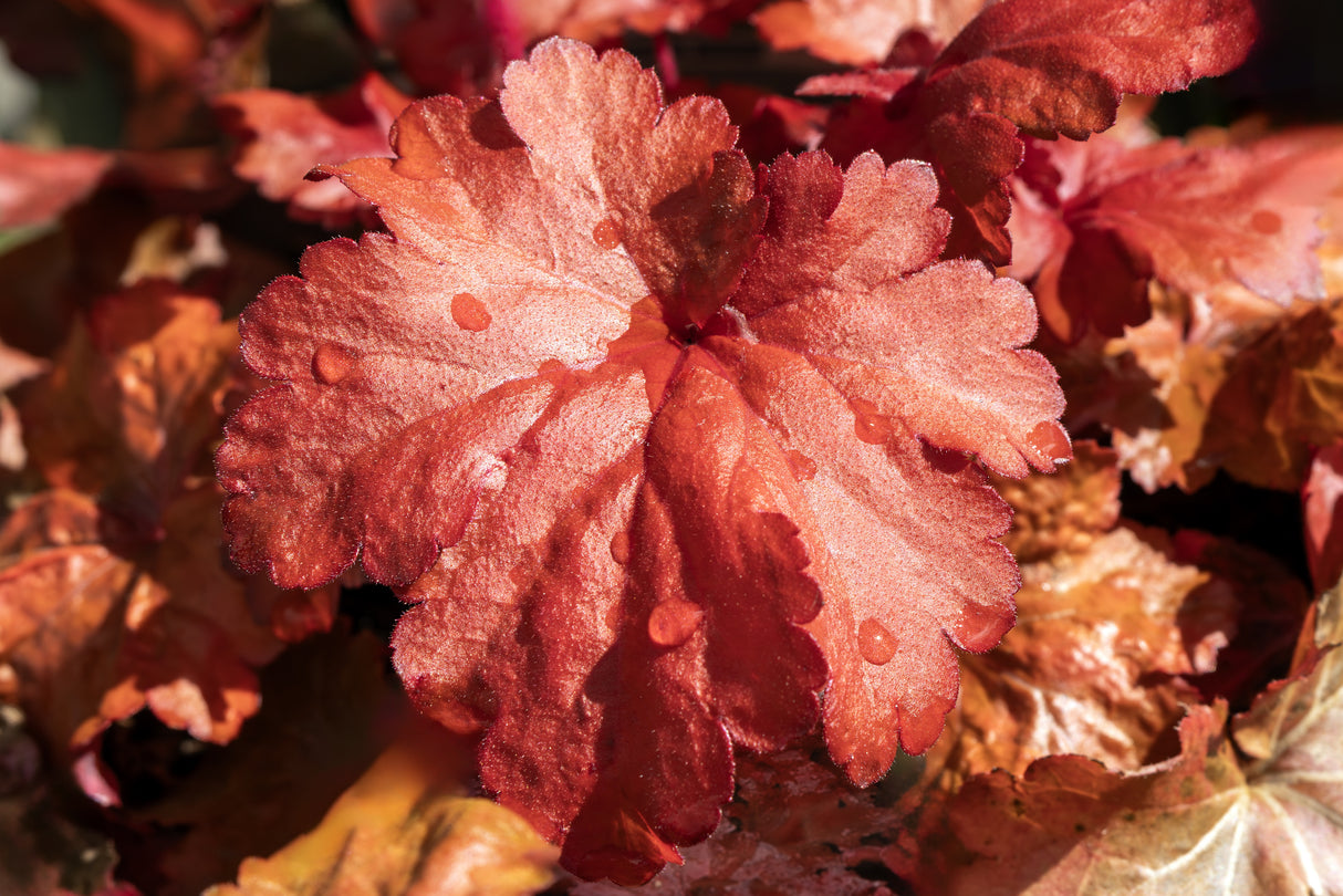 Heuchera 'Forever Red' - Forever Red Heuchera