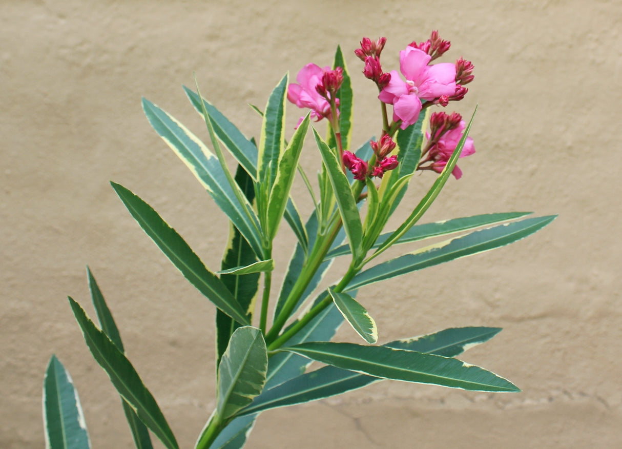 Nerium oleander 'Variegated' - Variegated Oleander