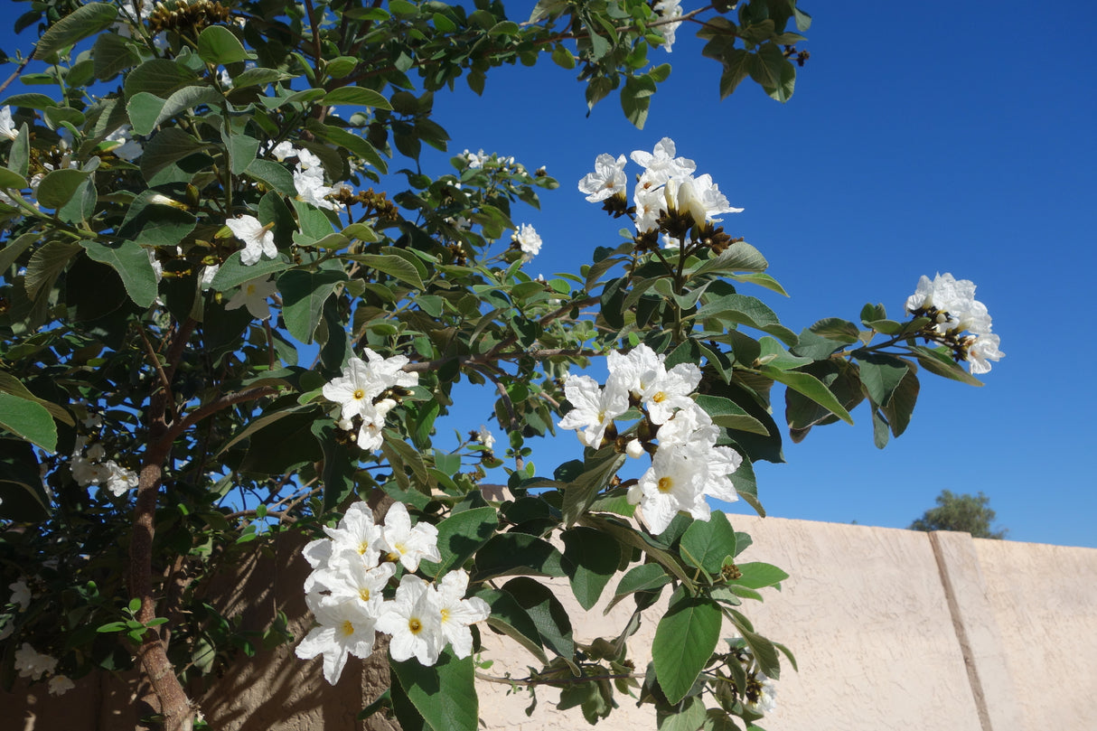 Cordia boissieri - Anacahuita