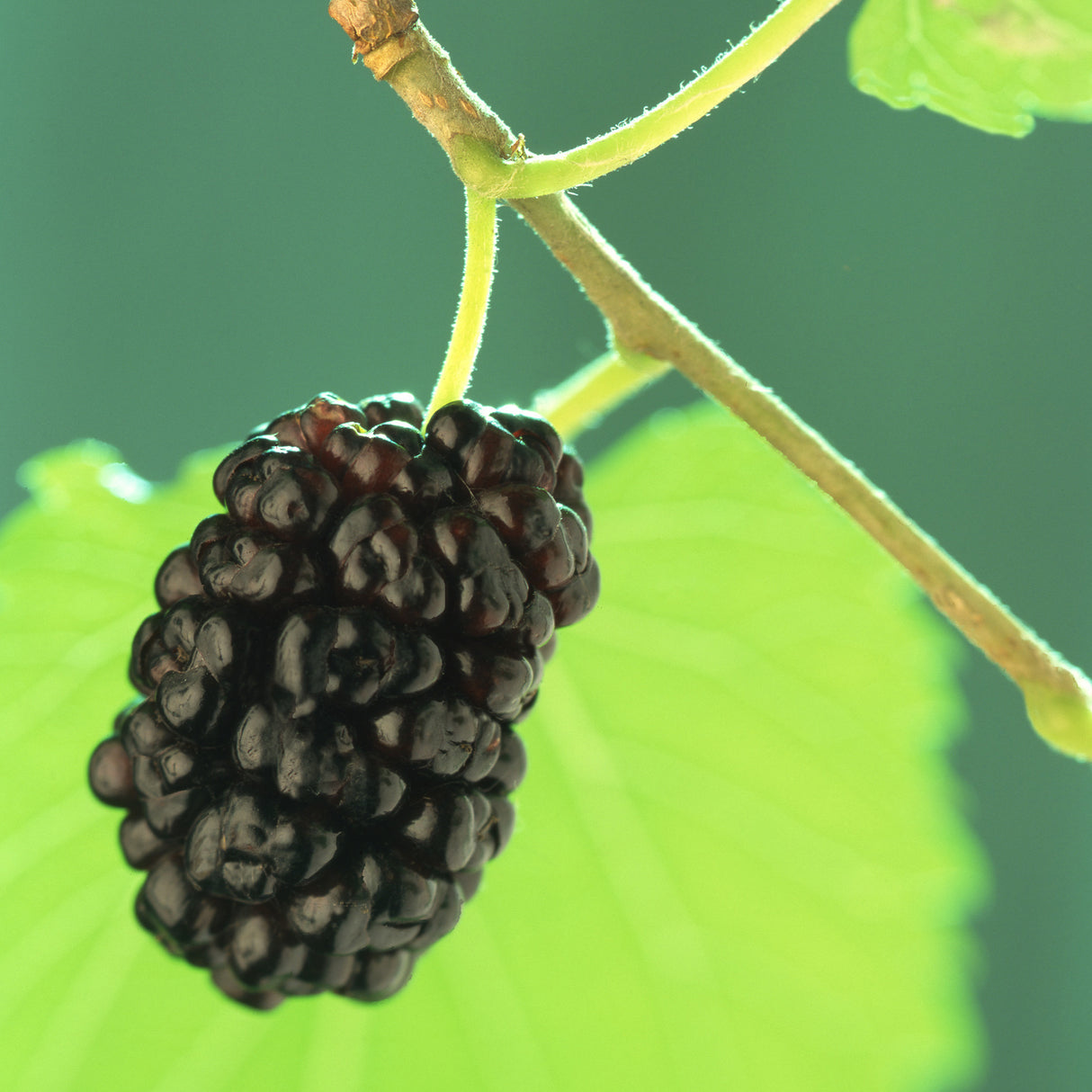 Morus nigra - Black Mulberry