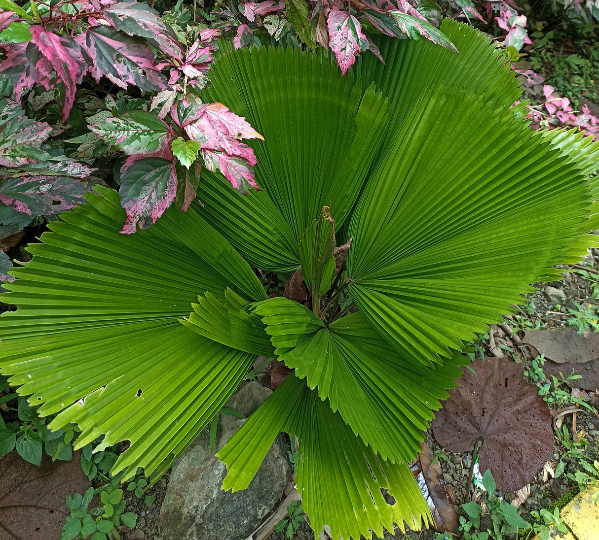 Licuala orbicularis - Orbicular Fan Palm