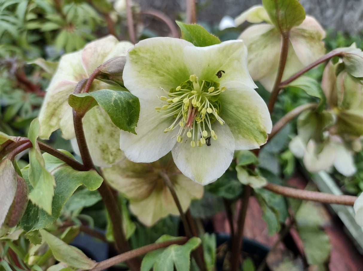 Helleborus 'Molly's White' - Molly's White Hellebore