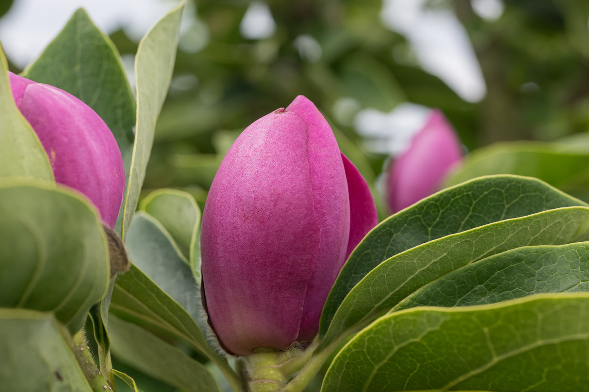 Magnolia 'Cleopatra' - Cleopatra Magnolia