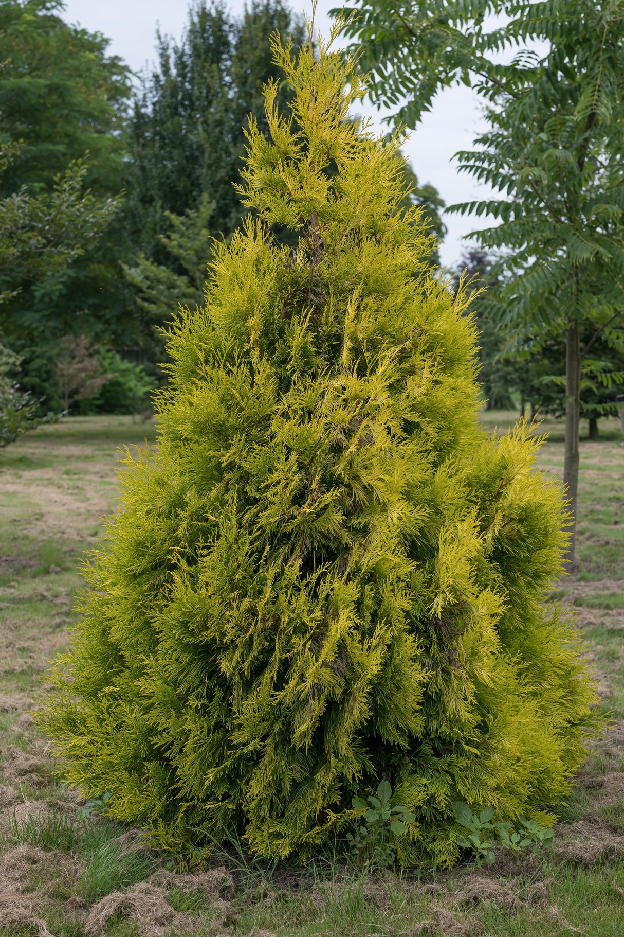 Thuja plicata - Western Red Cedar