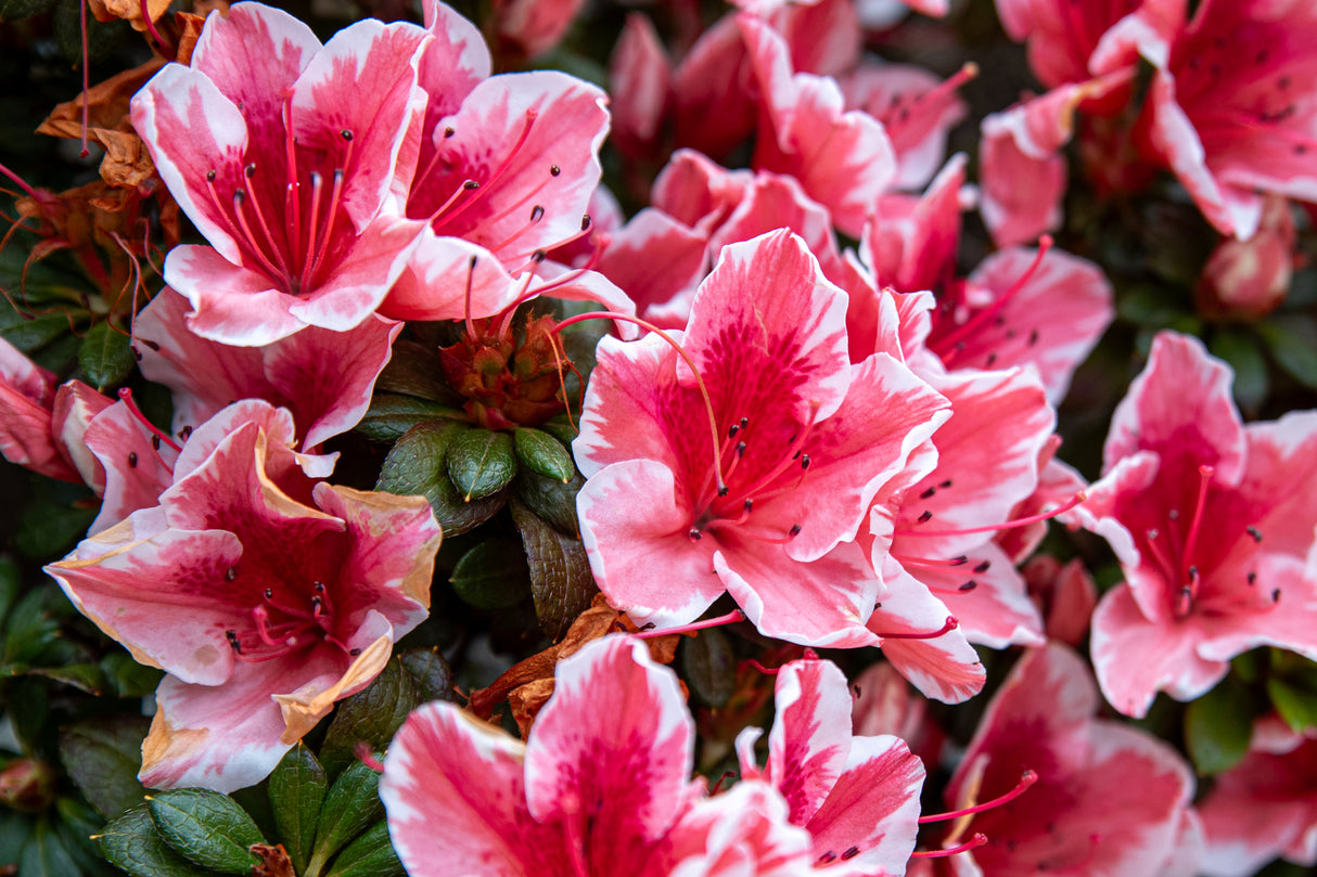 Azalea Encore 'Autumn Sunburst' - Autumn Sunburst Encore Azalea