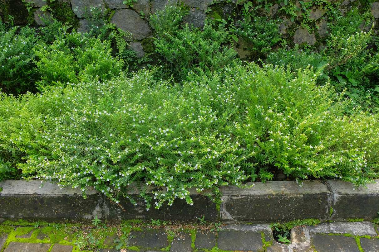 Myoporum parvifolium - Creeping Boobialla