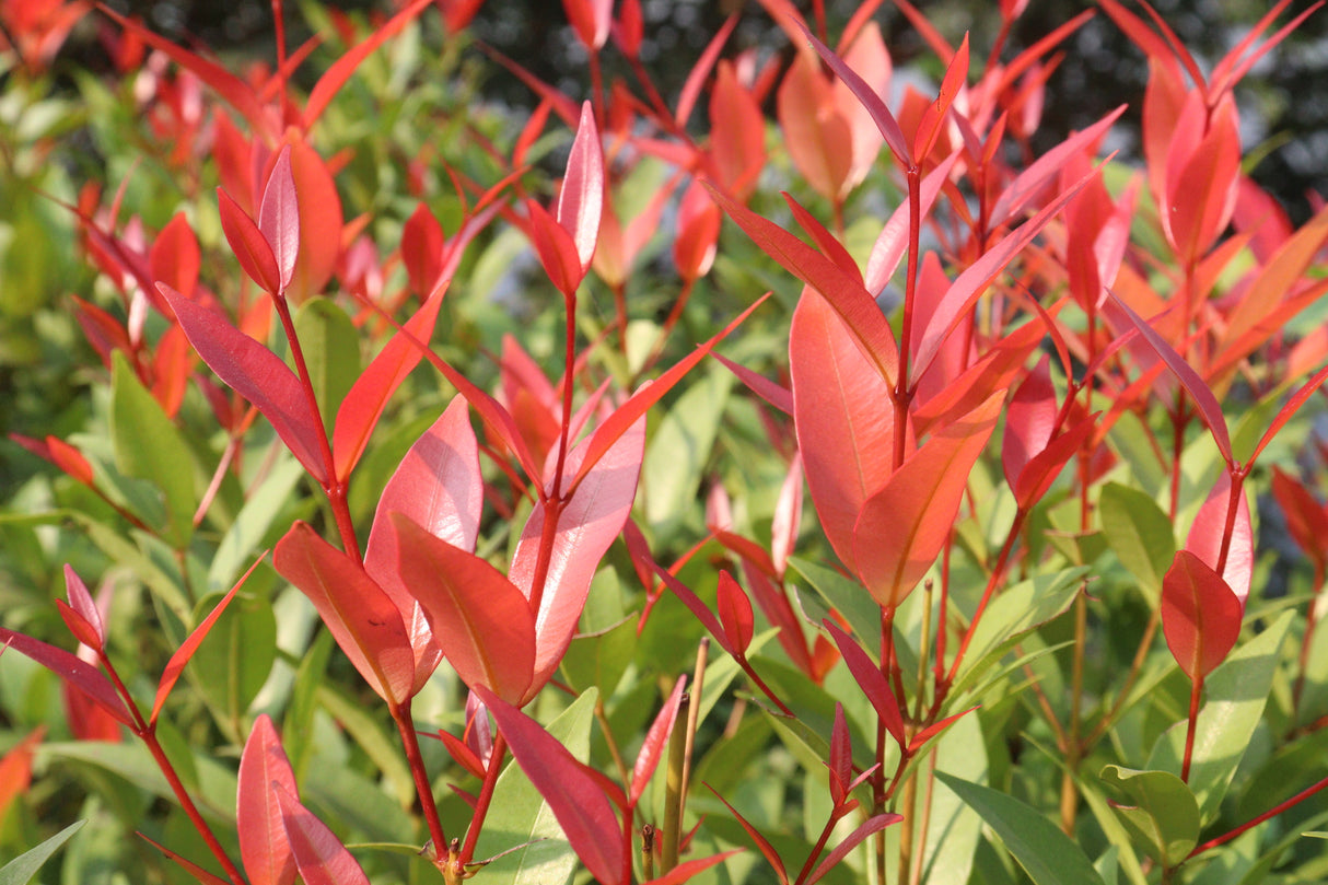 Leucothoe 'Little Flames' - Little Flames Leucothoe