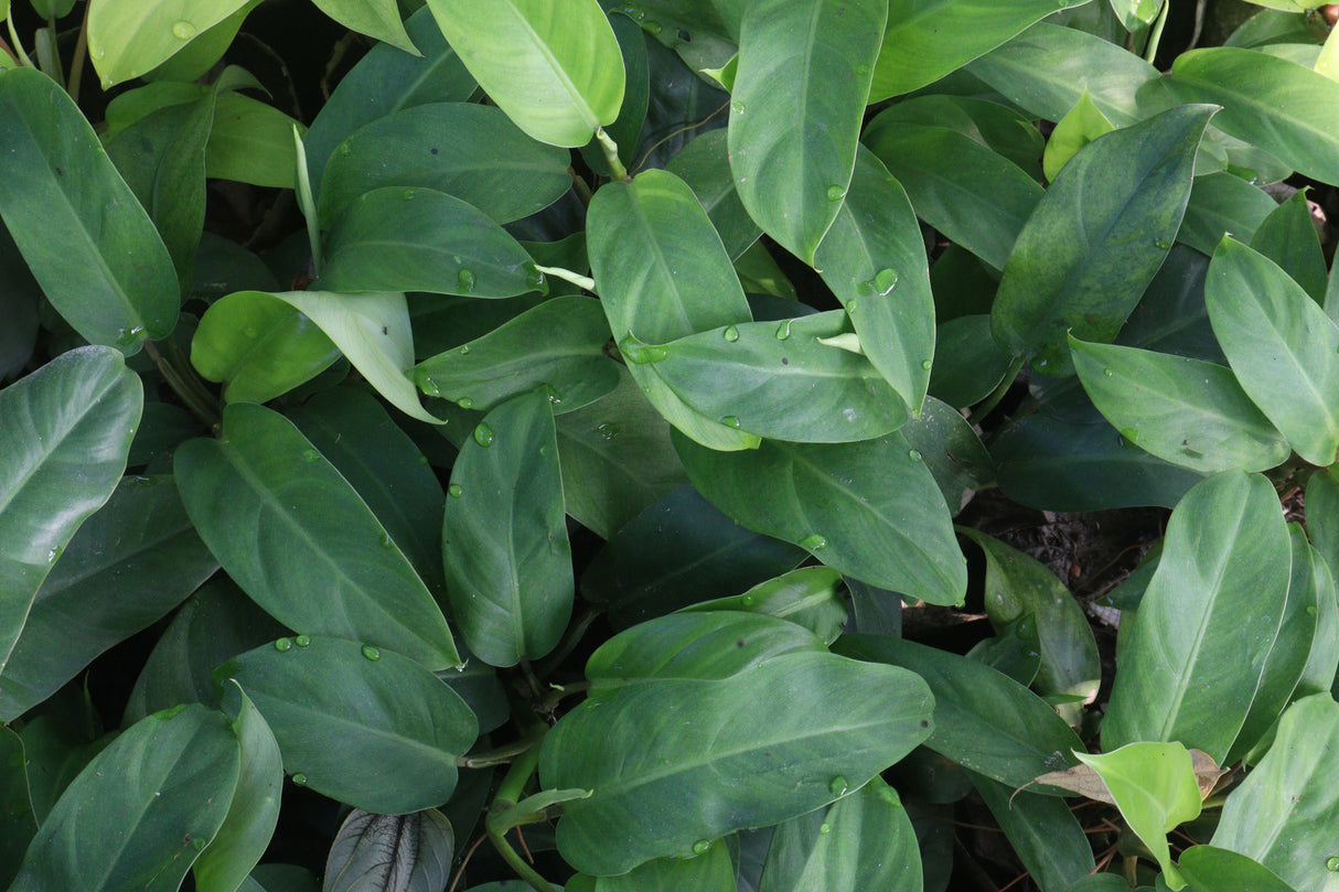 Philodendron 'Imperial Green' - Imperial Green Philodendron