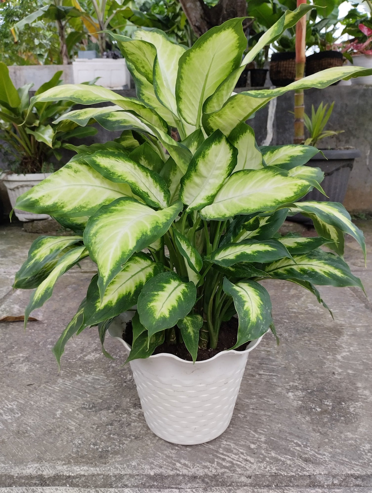 Dieffenbachia 'Camille' - Camille Spotted Cane