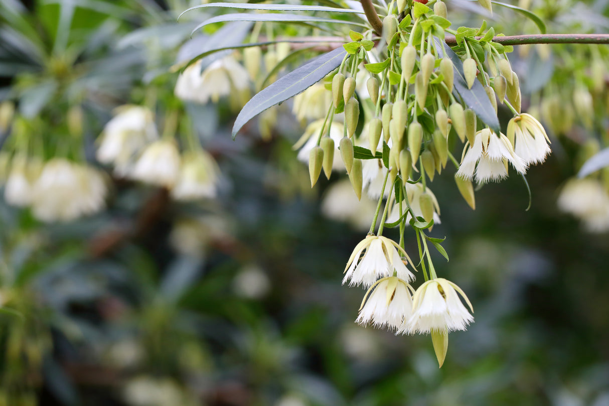 Elaeocarpus obovatus - Hard Quandong Tree