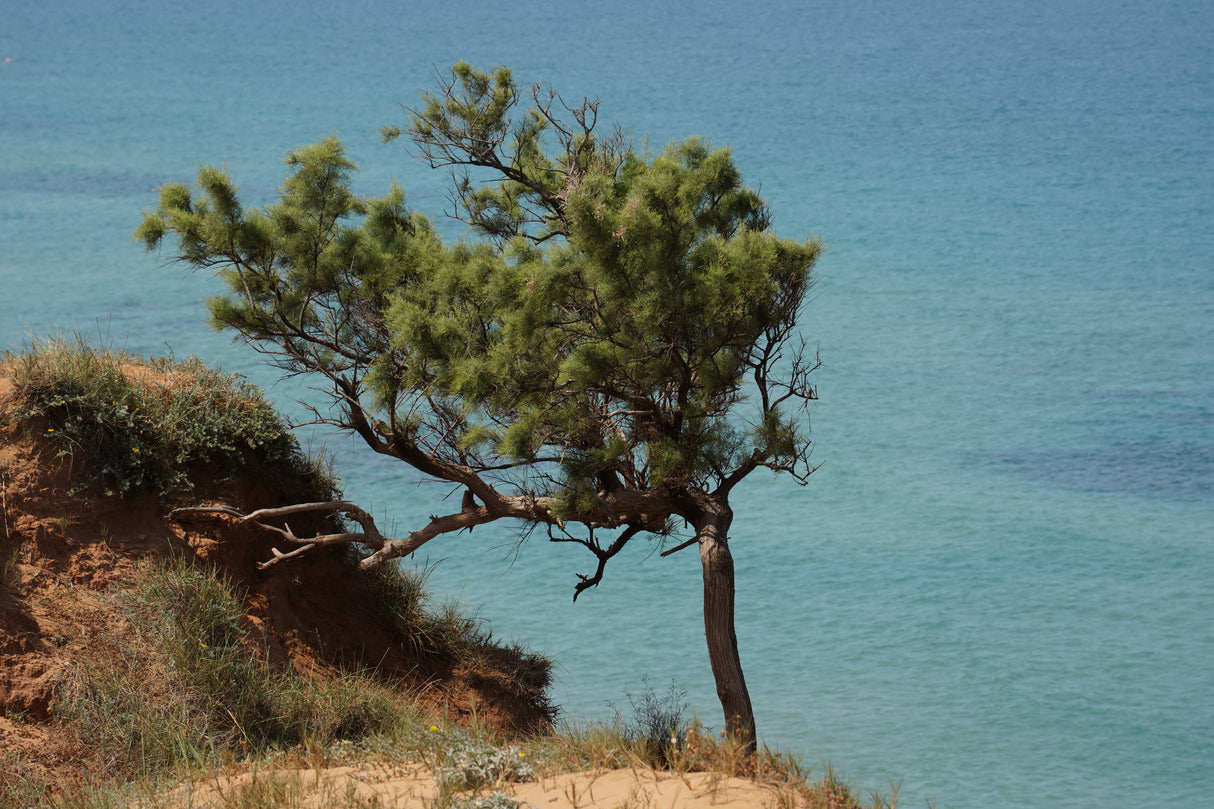 Pinus brutia - Turkish Pine