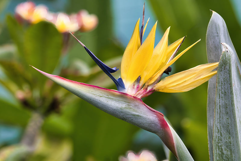 Strelitzia reginae - طائر الجنة