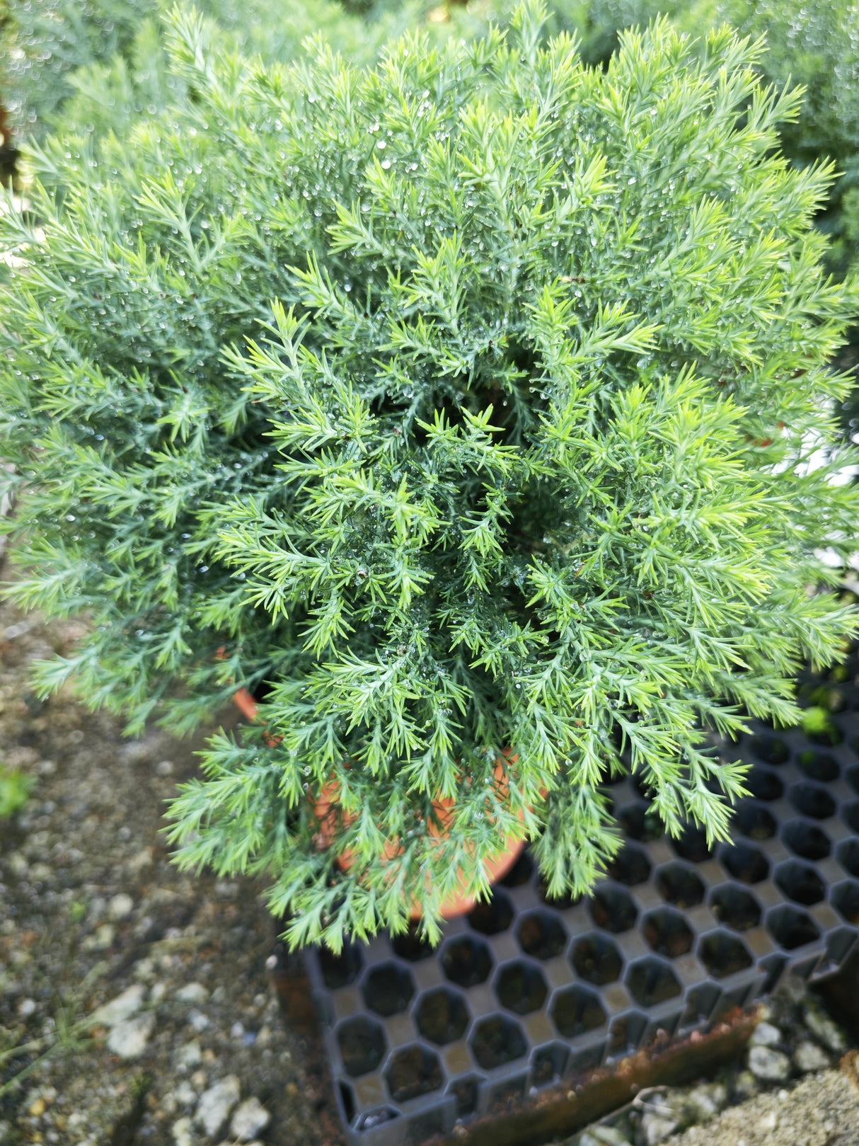 Juniperus chinensis 'Pyramidalis' - Pyramidalis Juniper