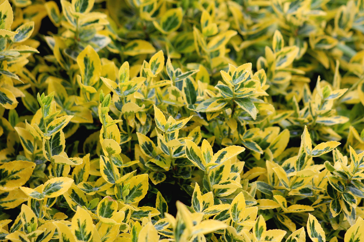 Euonymus japonicus 'Aureo Marginatus' - Aureo Marginatus Euonymus