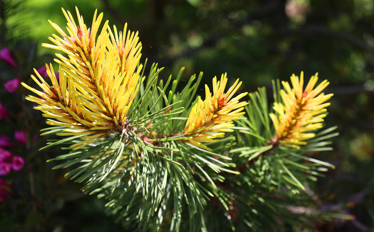 Pinus contorta - Lodgepole Pine