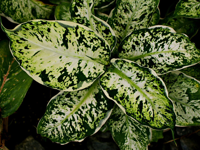 Dieffenbachia compacta - Compact Dumb Cane