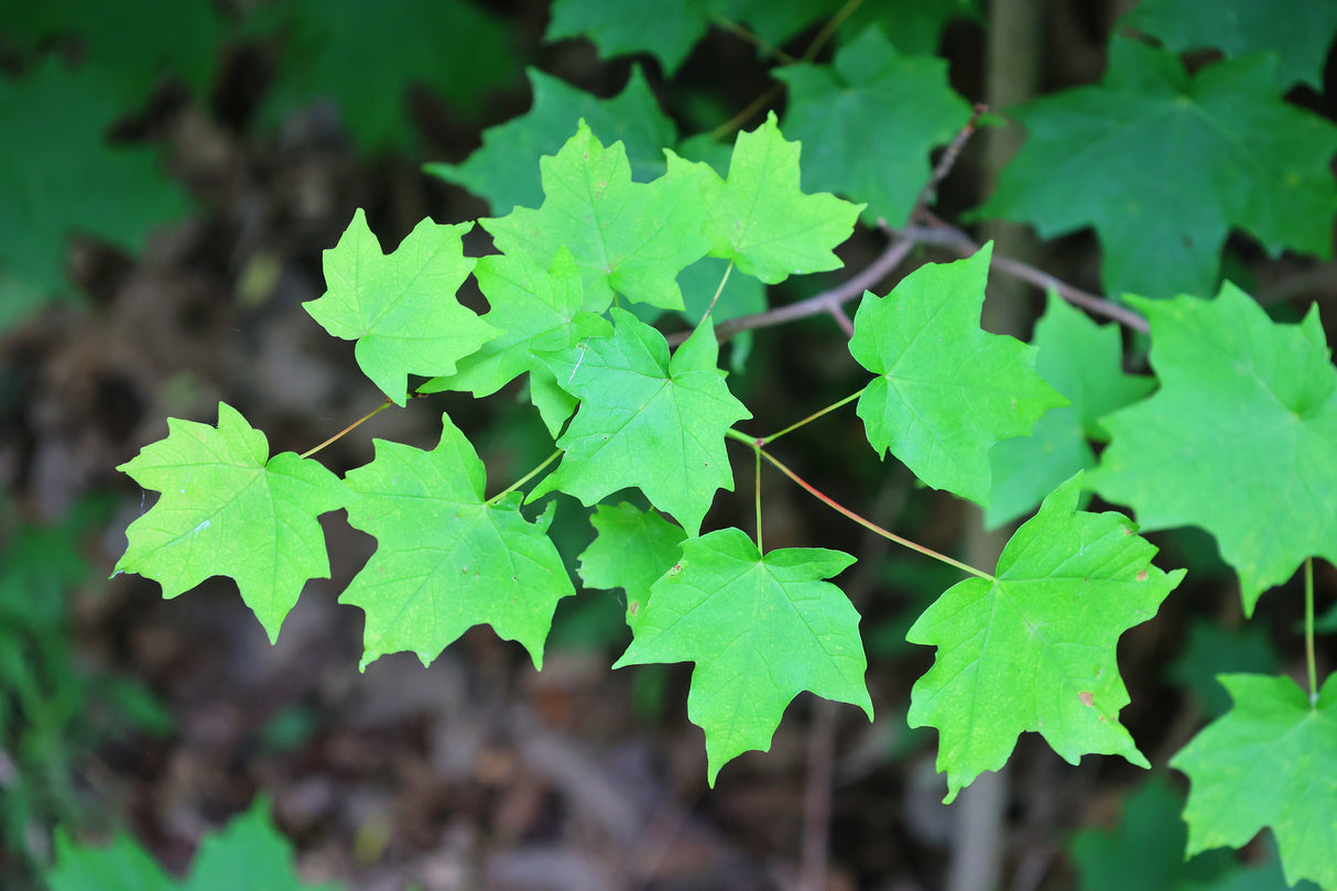 Acer negundo 'Flamingo' - Boxelder Maple Tree