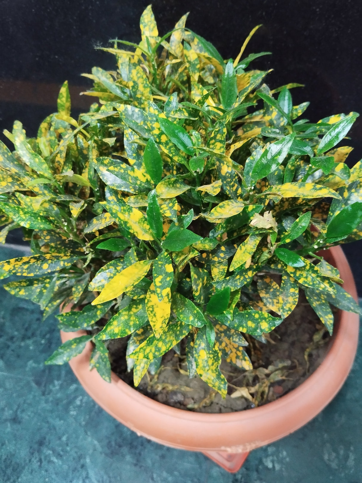 Codiaeum variegatum 'Gold Dust' - Gold Dust Croton