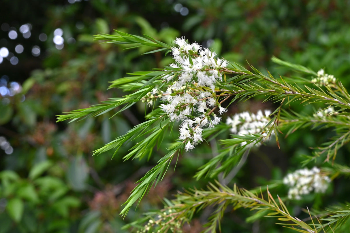 Melaleuca trichostachya - Narrow leaved Paperbark