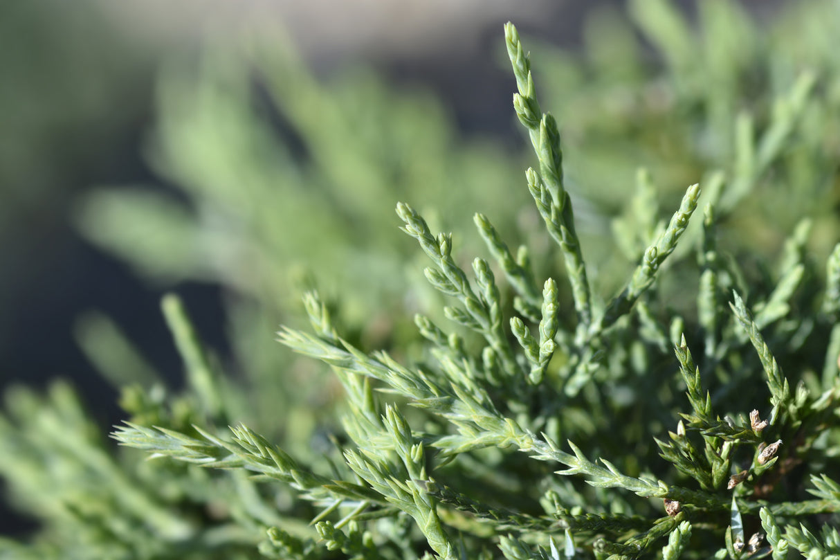 Juniperus virginiana 'Grey Owl' - Grey Owl Juniper