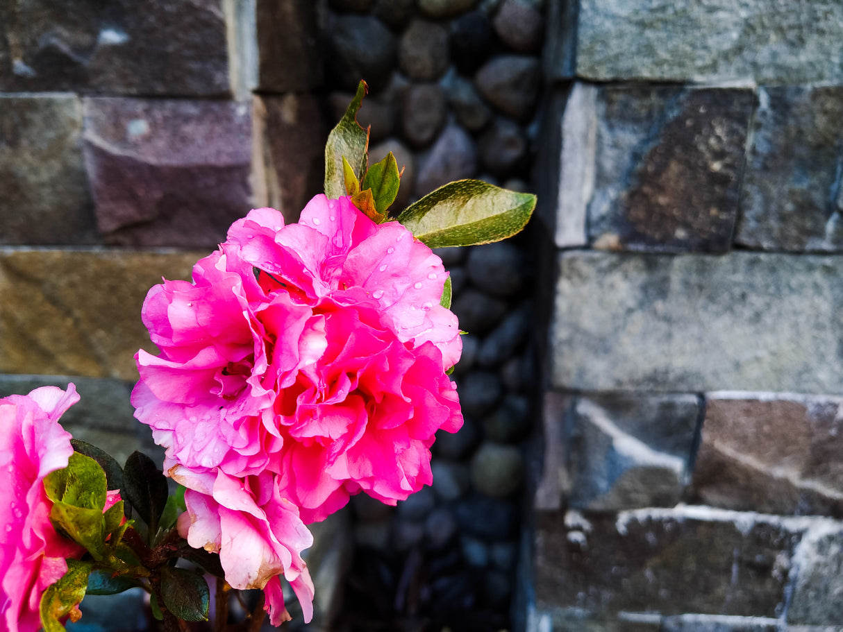 Camellia sasanqua 'Bonanza' - Bonanza Camellia