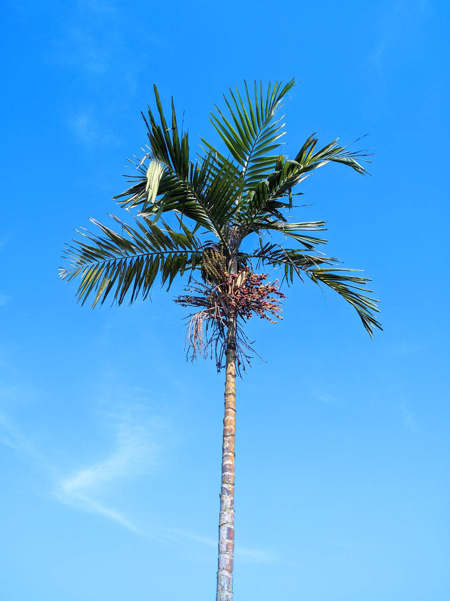 Archontophoenix alexandrae - Alexander Palm
