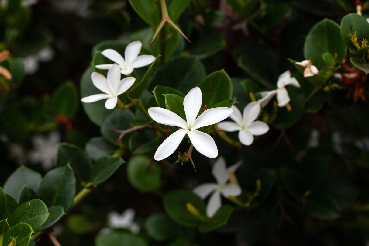 Carissa macrocarpa - Green Carpet